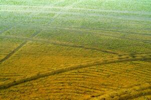 arroz Campos dentro Vercelli Itália foto