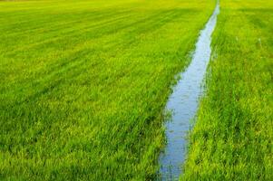 arroz Campos dentro Vercelli Itália foto