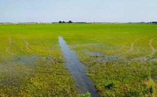 arroz Campos dentro Vercelli Itália foto