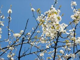 uma árvore com branco flores contra uma azul céu foto