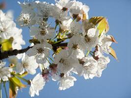 uma árvore com branco flores contra uma azul céu foto