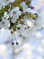 uma árvore com branco flores contra uma azul céu foto