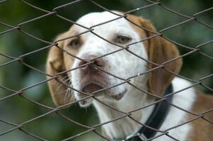 uma cachorro é olhando através uma cadeia ligação cerca foto