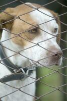 uma cachorro olhando através uma cerca foto