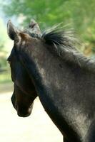 uma fechar acima do uma cavalos cabeça foto