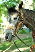 uma fechar acima do uma cavalos cabeça foto