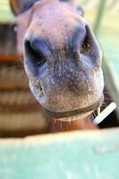 uma fechar acima do uma cavalos cabeça foto