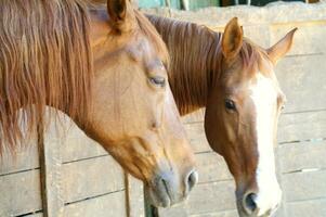 uma fechar acima do uma cavalos cabeça foto