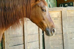 uma fechar acima do uma cavalos cabeça foto