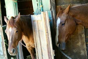 uma fechar acima do uma cavalos cabeça foto