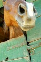 uma fechar acima do uma cavalos cabeça foto