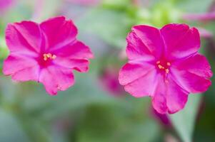 dois brilhante Rosa flores estão dentro a primeiro plano foto