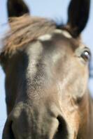 uma fechar acima do uma cavalos face foto