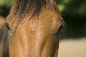 uma fechar acima do uma cavalos face foto