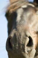 uma fechar acima do uma cavalos face foto