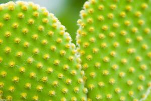 uma fechar acima do uma cacto plantar com amarelo pontos foto