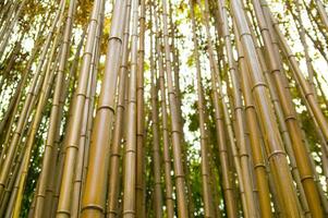 uma fechar acima do uma bambu árvore com folhas foto