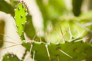 uma fechar acima do uma cacto plantar com espigões foto