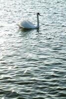 uma branco cisne natação dentro uma lago foto