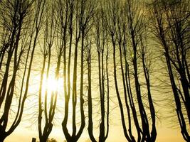 uma grupo do árvores dentro a Sol foto