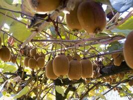 uma grupo do kiwi fruta suspensão a partir de uma árvore foto