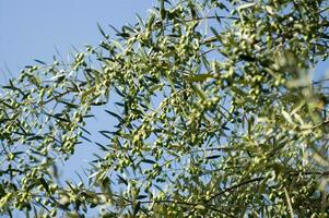 uma fechar acima do verde azeitonas em uma árvore foto