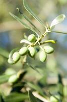 uma fechar acima do verde azeitonas em uma árvore foto