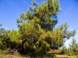 detalhes do uma pinho floresta dentro a Mediterrâneo área foto