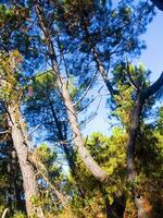 detalhes do uma pinho floresta dentro a Mediterrâneo área foto