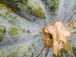 uma fechar acima do uma verde e amarelo abóbora foto