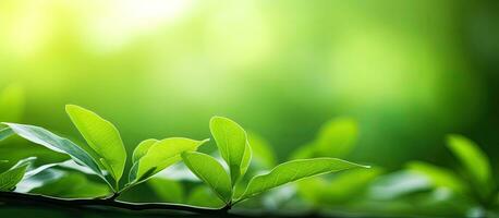 uma fechar-se fotografia do uma lindo verde folha com uma borrado fundo do vegetação dentro uma jardim, foto