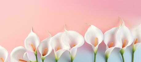 a criativo Primavera disposição consiste do calla lírio flores com Rosa pintura gotejamento em uma pastel foto