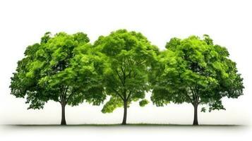 isolado verde árvore em branco fundo foto