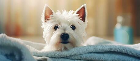 depois de uma banho uma oeste terras altas branco terrier dentro uma bacia embrulhado dentro uma toalha a imagem representa animal Cuidado com espaço para texto foto