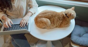 mulher trabalhando a partir de casa com gato. gato adormecido em a computador portátil teclado. assistente gato trabalhando às computador portátil foto