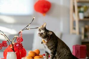 gato preparar chinês Novo ano celebrações às lar. fofa doméstico cabelo curto gato colocando tradicional pingente para a chinês lunar Novo ano para Boa sorte. chinês palavra significa bênção foto