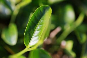 verde chá folhas dentro uma chá plantação fechar-se, topo do verde chá folha dentro a manhã foto