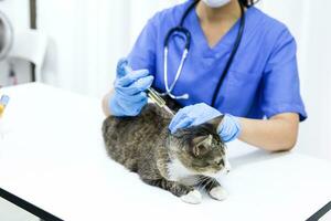 gato em exame mesa do veterinário clínica. veterinário Cuidado. veterinario médico e gato. foto