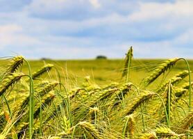 belo panorama de colheita agrícola e campos de trigo em um dia ensolarado no verão foto