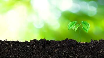 plantinha crescendo a partir de fertil solo até manhã luz solar brilhando, crescendo e orgânico plantas ecologia conceito, jovem árvore com bokeh fundo. foto