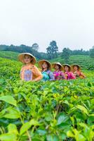 uma grupo do chá jardim agricultores estão marcha no meio a verde chá folhas foto