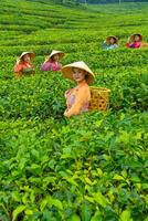 uma grupo do chá selecionadores em pé dentro a meio do uma chá jardim às trabalhos foto