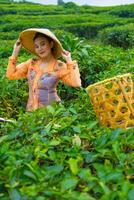 uma chá selecionador posando entre a chá jardins com uma cesta e uma bambu chapéu cedo foto