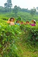 uma grupo do chá jardim agricultores colheita chá folhas com seus amigos foto