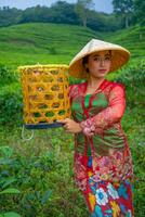 uma chá folha agricultor posando com uma bambu cesta dentro dele mãos cedo foto