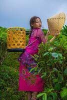 uma vietnamita menina é em pé dentro a meio do uma chá jardim enquanto carregando uma bambu cesta e segurando uma bambu chapéu foto