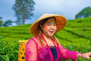 uma mulher dentro uma tradicional Rosa vestir é colheita chá folhas muito alegremente foto