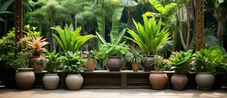 verde em vaso plantas foto