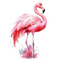 aguarela Rosa flamingo isolado foto