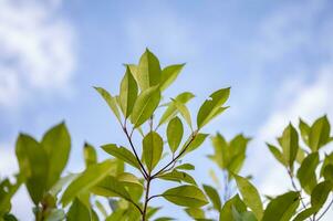 verde folhas debaixo a céu foto